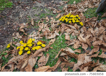 Amur adonis wrapped in fallen leaves Amur adonis wrapped in fallen leaves 75803858