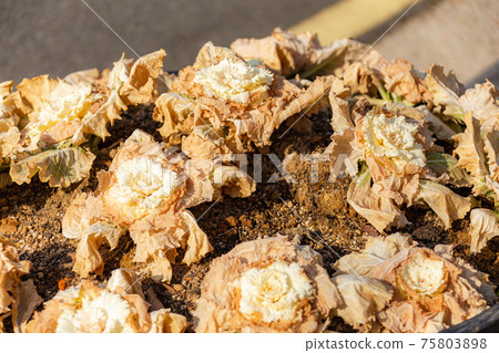 Withered flower peony Withered flower peony 75803898