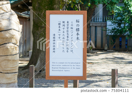 Yasukuni Shrine cherry tree specimen tree 75804111