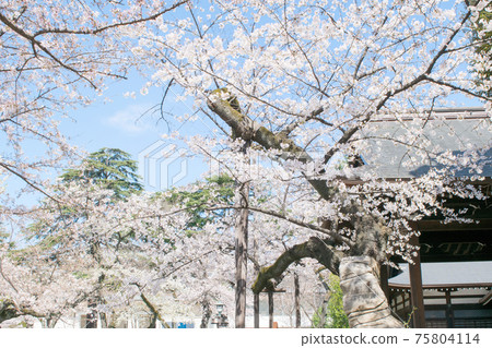靖國神社櫻花標本樹盛開 75804114
