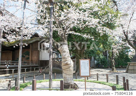靖國神社櫻花標本樹盛開 靖國神社櫻花標本樹盛開 75804116
