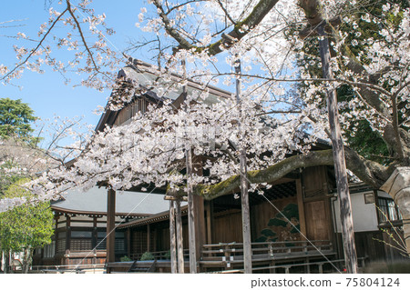 Yasukuni Shrine Sakura specimen tree in full bloom 75804124
