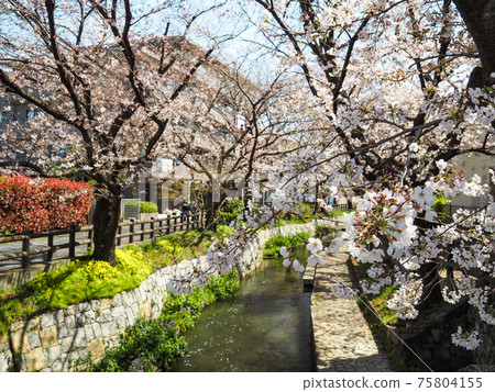 Shukugawara embankment row of cherry blossom trees 75804155