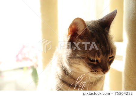American Shorthair Blue Tabby, a cat with a sad expression American Shorthair Blue Tabby, a cat with a sad expression 75804252
