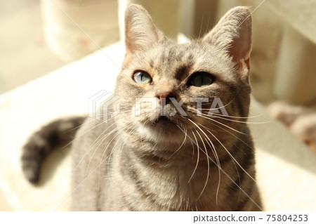 Cat's American Shorthair Blue Tabby looking up with a focused look Cat's American Shorthair Blue Tabby looking up with a focused look 75804253