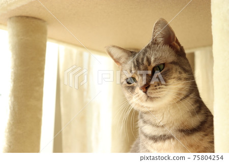 Cat American Shorthair Blue Tabby with a slight cross-eyed look Cat American Shorthair Blue Tabby with a slight cross-eyed look 75804254