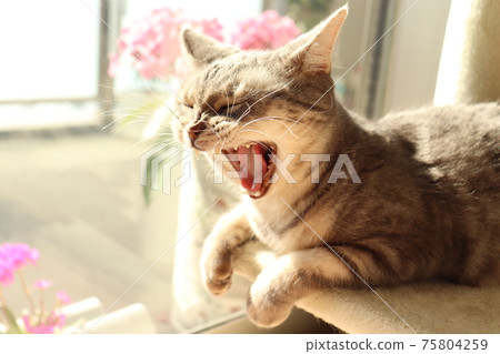 貓美國短毛貓藍虎斑貓張大嘴巴打著哈欠 75804259