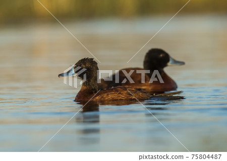 Lake Duck, Patagonia Lake Duck, Patagonia 75804487