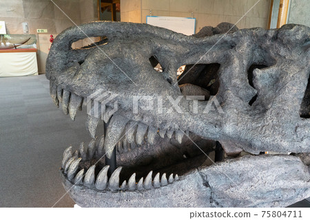 Tyrannosaurus fossil replica 75804711