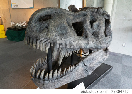 Tyrannosaurus fossil replica 75804712