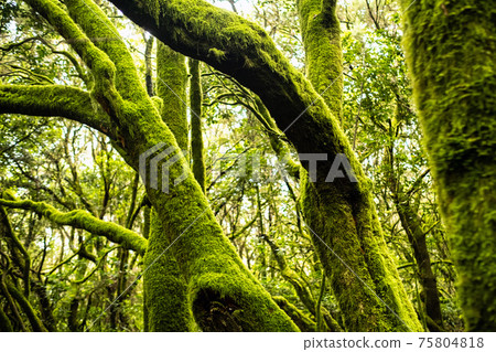 Garajonay National Park, laurel forest, laurisilva, La Gomera, Canary Islands, Spain 75804818