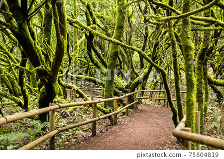 Garajonay National Park, laurel forest, laurisilva, La Gomera, Canary Islands, Spain 75804819