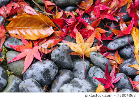 Fallen leaves 75804868
