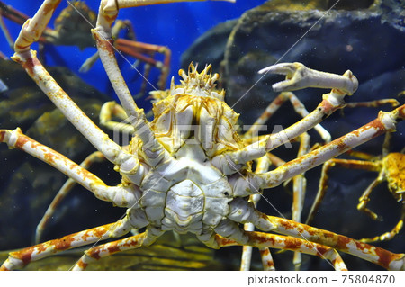 crab crab 75804870