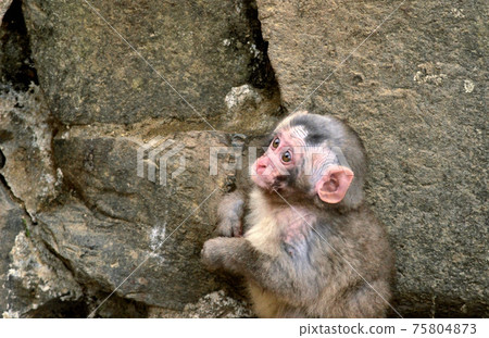 Child monkey 75804873