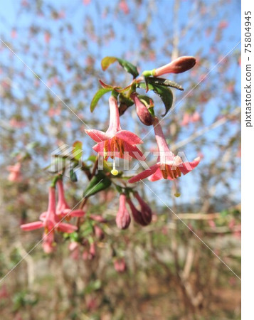 Ugis Kagura Flower 75804945