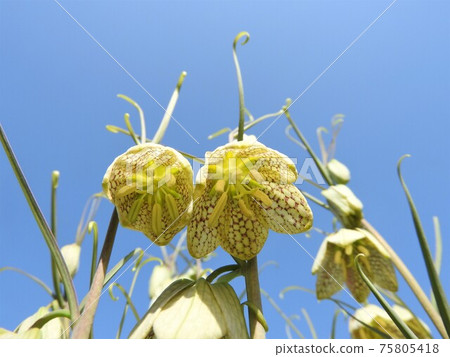 Light green flower "Baimoyuri" Light green flower "Baimoyuri" 75805418
