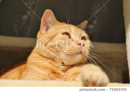 思維貓美國短毛貓紅色虎斑貓 75805505