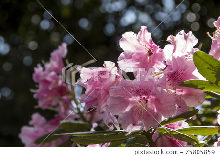 Ishikusuhana of Kyoto Botanical Gardens 75805859