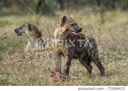 Hyena eating, Africa Hyena eating, Africa 75806423