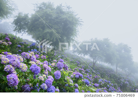 Hydrangea blooming on the slope of Minoyama Park 75806469