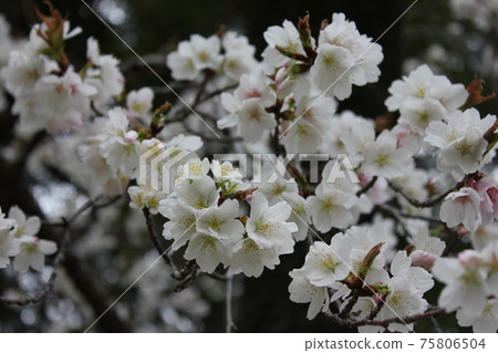 Sakura *** Sakura Sakura SAKURA *** 75806504