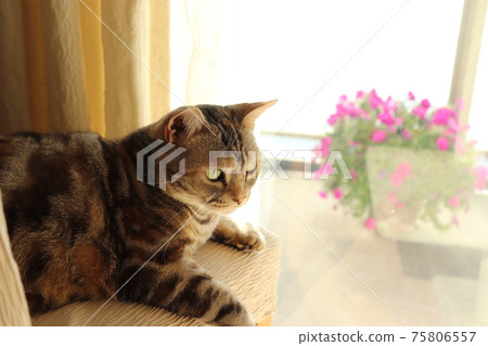 Cat American Shorthair Silver Patched Tabby Cat American Shorthair Silver Patched Tabby 75806557