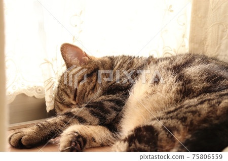 Profile of a fluffy cat sleeping on a lace curtain hem American Shorthair Brown Tabby 75806559