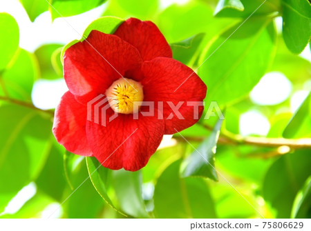 Tsubaki · Shosuke 75806629