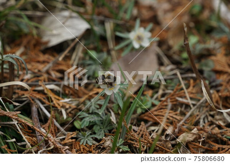 兩隻有角的蜜蜂從瀨戶吮吸蜂蜜 75806680