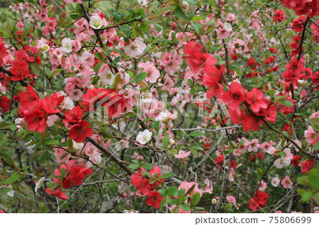 Kiso · · · · Bokeh flower ~ · · · · · Kiso · · · · Bokeh flower ~ · · · · · 75806699