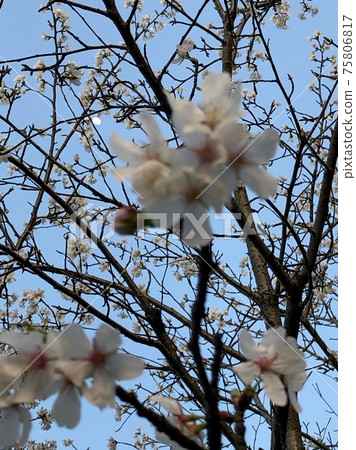 Sakura and moon Sakura and moon 75806817