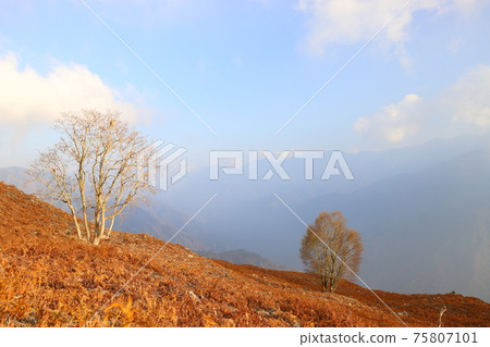 Taiwan mountain photography, forest in late autumn 75807101