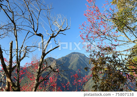Taiwan Intermediate Mountain Photography, the charm of autumn and winter Taiwan Intermediate Mountain Photography, the charm of autumn and winter 75807138