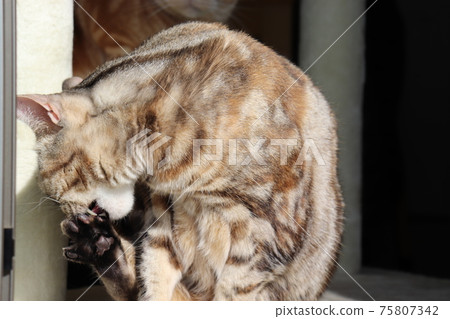 貓咬爪子美國短毛貓銀斑紋的虎斑貓 貓咬爪子美國短毛貓銀斑紋的虎斑貓 75807342