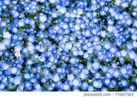 Nemophila wallpaper 75807365