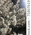 櫻花盛開在夜間照明 75807619