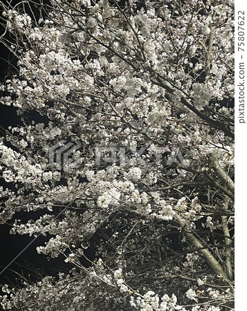 發光的夜櫻花盛開 發光的夜櫻花盛開 75807622