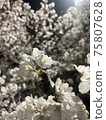 發光的夜櫻花盛開 75807628