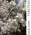 發光的夜櫻花盛開 75807630
