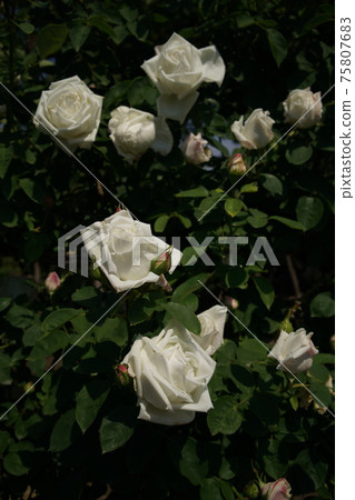 White rose in full bloom Frau Karl Dursky White rose in full bloom Frau Karl Dursky 75807683