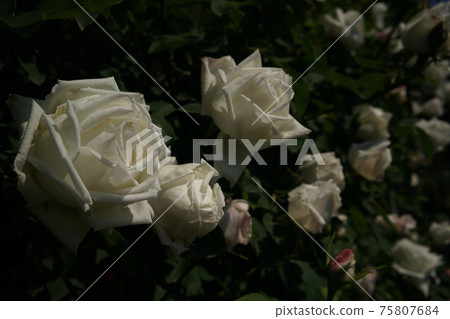 White rose in full bloom Frau Karl Dursky 75807684