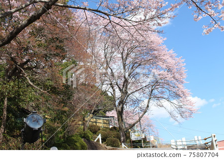 Cherry Blossoms	 75807704