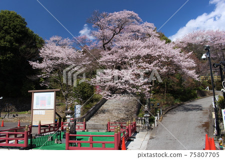 Cherry Blossoms	 75807705