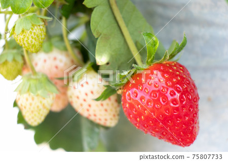Closed up of red strawberry fruit background Closed up of red strawberry fruit background 75807733