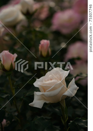Rose French lace in full bloom Rose French lace in full bloom 75807746