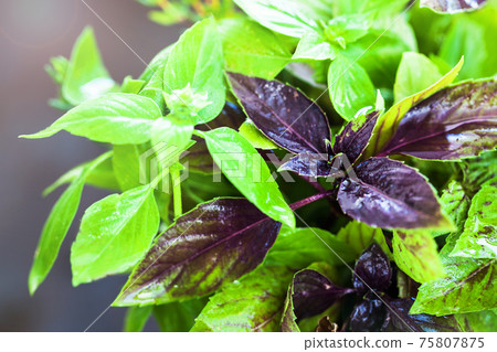 A bunch of fresh juicy basil, close up 75807875