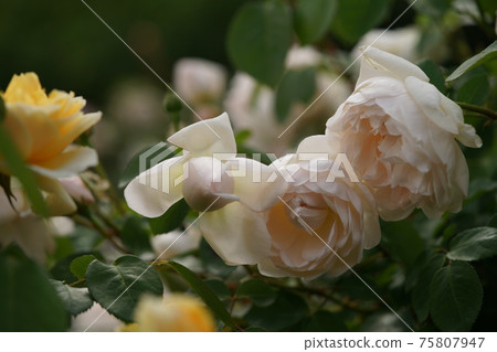 玫瑰盛開的格拉米斯城堡 75807947