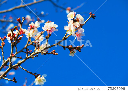 冬季櫻花和藍藍的天空景觀 冬季櫻花和藍藍的天空景觀 75807996