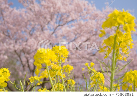 Spring park, rape blossoms and cherry blossoms Spring park, rape blossoms and cherry blossoms 75808081